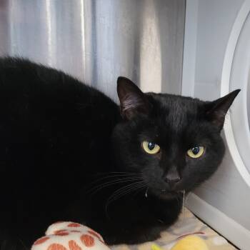 Rescue Domestic Short Hair Cats for Adoption in Nashville, Indiana - Zuri | PetCurious