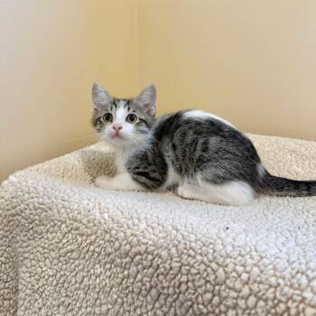 Flap Jack -  Domestic Short Hair Cat for Adoption in Agoura Hills, California - Flap Jack | PetCurious