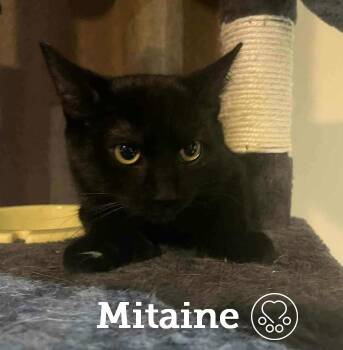 Rescue Domestic Short Hair Cats for Adoption in Montreal, Quebec - Mitaine | PetCurious