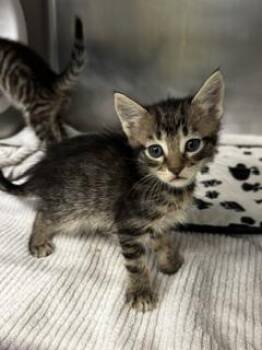 Landon -  Domestic Short Hair Cat for Adoption in Roseville, California - Landon | PetCurious