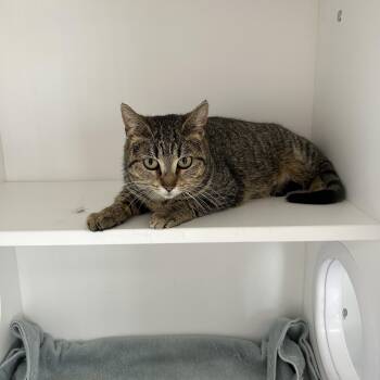 Domestic Short Hair Cats Available for Adoption in La Grange Park, Illinois - Tiffany  | PetCurious