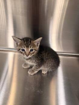 Fishlegs -  Domestic Short Hair Cat Available for Adoption in Daphne, Alabama - Fishlegs | PetCurious
