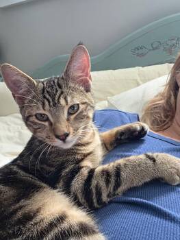 Pancake -  Tabby Cat for Adoption in Roxbury Township, New Jersey - Pancake | PetCurious