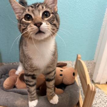 Scooby-doo -  Domestic Short Hair Cat for Adoption in Fresno, California - Scooby-doo | PetCurious