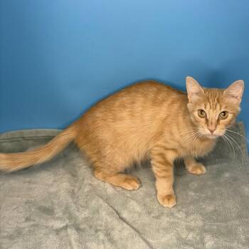 Sunny -  Domestic Short Hair Cat for Adoption in San Antonio, Texas - Sunny | PetCurious