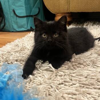 Domestic Short Hair Cats Available for Adoption - Mento | PetCurious