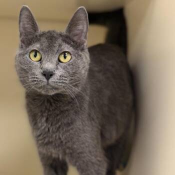 Domestic Short Hair Cats Available for Adoption - Fleur | PetCurious