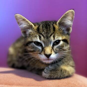 Jolene -  Domestic Short Hair Cat for Adoption in Michigan City, Indiana - Jolene | PetCurious