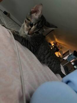 Basil -  Domestic Short Hair Cat for Adoption in Overland Park, Kansas - Basil | PetCurious