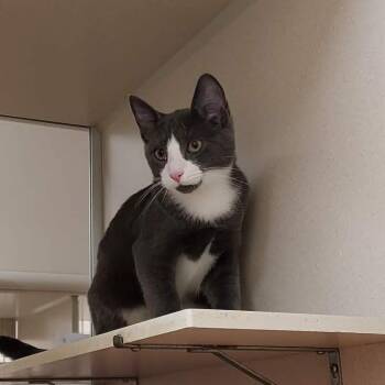 Pooh -  Domestic Short Hair Cat for Adoption in Ballston Spa, New York - Pooh | PetCurious
