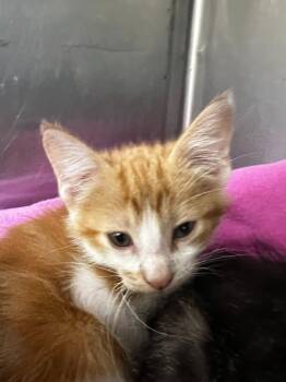 Oliver -  Domestic Short Hair Cat for Adoption in Richland Hills, Texas - Oliver | PetCurious