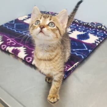 Rescue Domestic Short Hair Cats for Adoption in Decherd, Tennessee - Russo | PetCurious