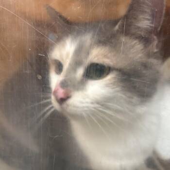Domestic Short Hair Cats Available for Adoption in Philadelphia, Pennsylvania - Sherry | PetCurious