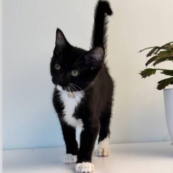 Paloma -  Domestic Short Hair Cat for Adoption in Syosset, New York - Paloma | PetCurious