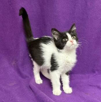 Moo -  Domestic Short Hair Cat for Adoption in Waterloo, Iowa - Moo | PetCurious
