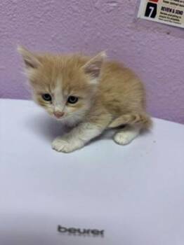 61363026 -  Domestic Short Hair Cat for Adoption in El Paso, Texas - 61363026 | PetCurious