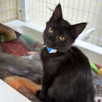 Hero -  Domestic Short Hair Cat for Adoption in Woodinville, Washington - Hero | PetCurious