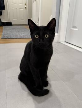 Rescue Domestic Short Hair Cats for Adoption in Harrison, New York - Winks | PetCurious