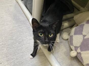 Domestic Short Hair Cats Available for Adoption in Tustin, California - JAN | PetCurious