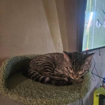 Monkey -  Siamese and Domestic Short Hair Cat for Adoption in Green Bay, Wisconsin - Monkey | PetCurious