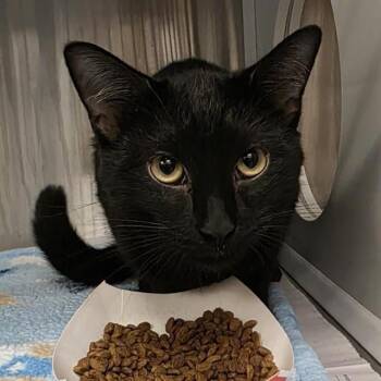 SPIDEY -  Domestic Short Hair Cat for Adoption in St. Louis, Missouri - SPIDEY | PetCurious