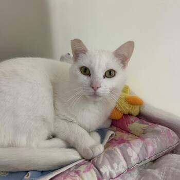 Blanko -  Domestic Short Hair Cat for Adoption in Zanesville, Ohio - Blanko | PetCurious