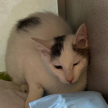 Star -  Domestic Short Hair Cat for Adoption in Quakertown, Pennsylvania - Star | PetCurious