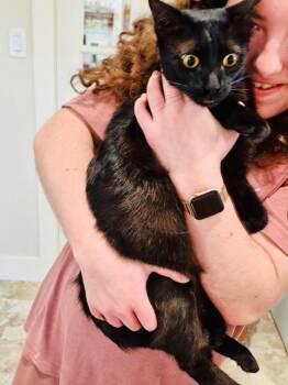 Midnight -  Burmese and American Shorthair Cat for Adoption in Bertram, Texas - Midnight | PetCurious