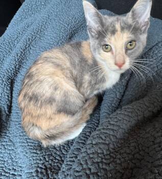 Dilute Calico Cats Available for Adoption in Ephrata, Washington - Mae | PetCurious