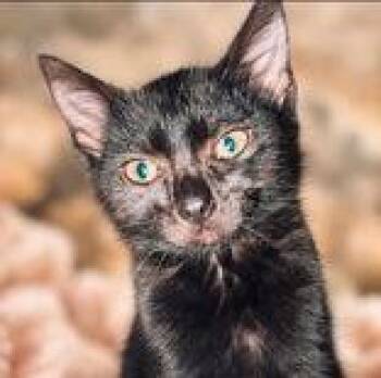 Havanna -  Domestic Short Hair Cat for Adoption in Portsmouth, Ohio - Havanna | PetCurious