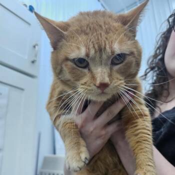 Domestic Short Hair Cats Available for Adoption - Golden Boy | PetCurious