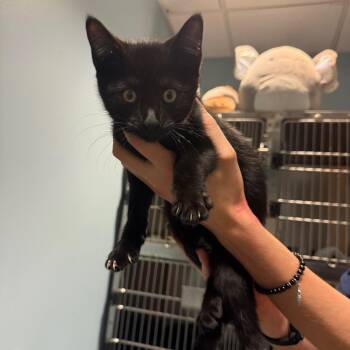 Booger -  Domestic Short Hair Cat for Adoption in Chattanooga, Tennessee - Booger | PetCurious