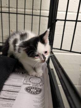 Ferdinand -  Domestic Short Hair Cat for Adoption in Shelbyville, Tennessee - Ferdinand | PetCurious