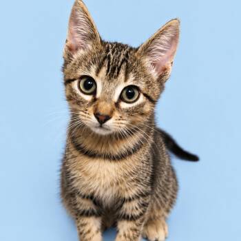 Madeline -  Domestic Short Hair Cat for Adoption in Cleveland, Texas - Madeline | PetCurious
