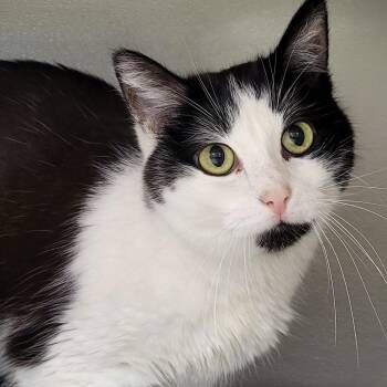 Rescue Domestic Short Hair Cats for Adoption in Grayslake, Illinois - Latasha | PetCurious