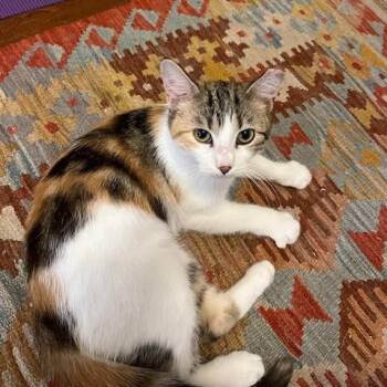 Annabelle -  Domestic Short Hair Cat for Adoption in Gainesville, Florida - Annabelle | PetCurious