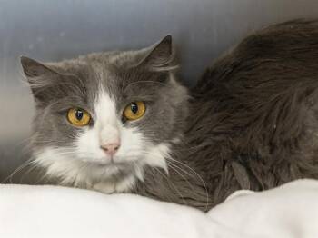 Domestic Long Hair Cats Available for Adoption in Phoenix, Arizona - PINGO | PetCurious