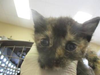 Domestic Short Hair Cats Available for Adoption in Ocala, Florida - HISSIN