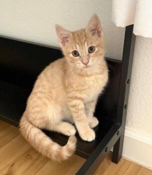 Poppy -  Domestic Short Hair Cat for Adoption in Albuquerque, New Mexico - Poppy | PetCurious