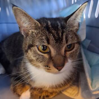 Domestic Short Hair Cats Available for Adoption in Marion, Illinois - Cache | PetCurious