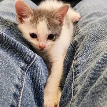 Domestic Short Hair Cats Available for Adoption in Chapel Hill, North Carolina - Peanut | PetCurious