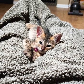Hannah -  Domestic Short Hair Cat for Adoption in San Antonio, Texas - Hannah | PetCurious