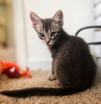 Rosheen "Little Rose" -  Domestic Short Hair Cat for Adoption in Fresno, California - Rosheen "Little Rose" | PetCurious