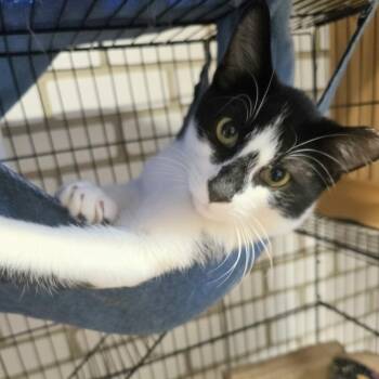 Domestic Short Hair Cats Available for Adoption in Charleston, South Carolina - Snoopy | PetCurious