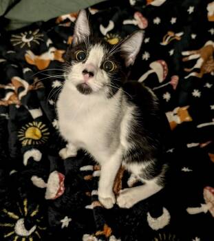 Ron 2 -  Domestic Short Hair Cat for Adoption in Tucson, Arizona - Ron 2 | PetCurious