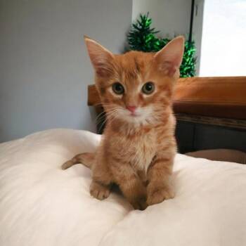 Rubin -  Domestic Short Hair Cat for Adoption in Union, Missouri - Rubin | PetCurious