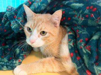 Domestic Short Hair Cats Available for Adoption - Belize | PetCurious