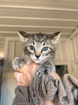 Kaleidoscope -  Domestic Short Hair Cat for Adoption in Greensburg, Indiana - Kaleidoscope | PetCurious