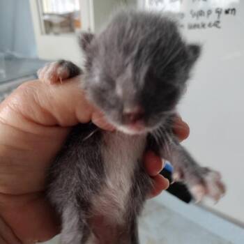 BJ Hunnicutt -  Domestic Short Hair Cat for Adoption in Suisun City, California - BJ Hunnicutt | PetCurious
