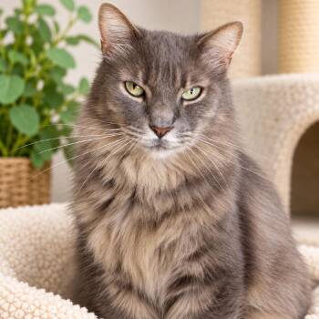 Lincoln -  Domestic Long Hair Cat for Adoption in Hopkinton, Massachusetts - Lincoln | PetCurious
